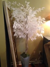 Another rare shot at the albino plastic tree. They are never seen in the wild like this. Amazing. 