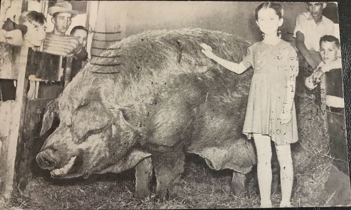  Worlds largest hog 