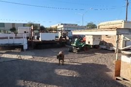 Junk yard dog: Priceless!