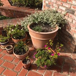More planted pots!