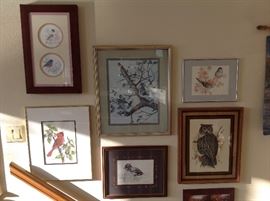 Some Very Nice Bird Pictures