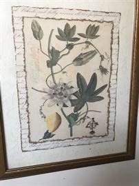 Antique botanical framed print.
