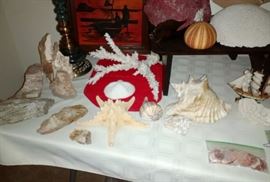 Coral, Shells, Rocks