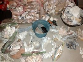 Soooo many shells...before