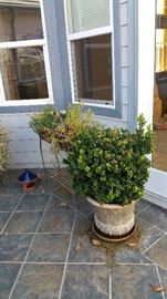 Lots of large potted shrubs