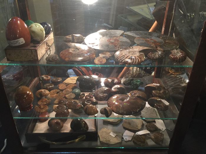 Nice sellection of all different kinds and sizes of  Ammonites, Trilobites, Fossilized Insects, Minerals including Ocean Jasper, Labradorite, Jade, Fire works stone.