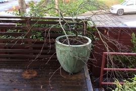 Red laceleaf Japanese maple tree (Acer palmatum "Orangeola") Tree is 10 years old & has been lovingly pruned over the years by the owner's gardener.  See below for more plants.