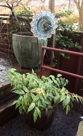 Leucothoe plant in glazed pot + yard art glass  "flower"