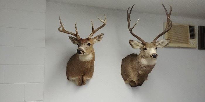 Deer mounts