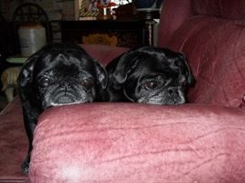 My Girls Are Sooooooooooooooo Excited !!!!!!