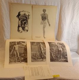 Vintage Anatomical Poster Pamphlets and Prints   http://www.ctonlineauctions.com/detail.asp?id=678159