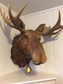 The best looking moose I've ever seen can be yours!