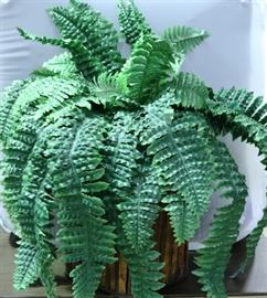 #6609 Still life fern plant