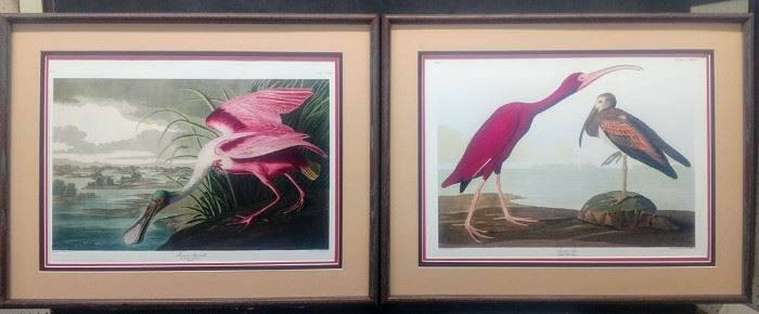 Roseate Spoonbill/Scarlet Ibis Audubon