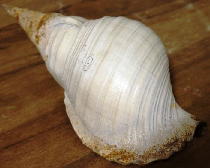 Guildmaster shell