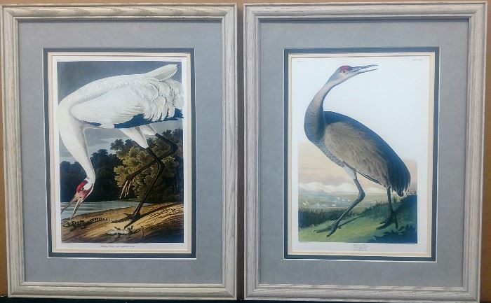 Hooping cranes by Audubon