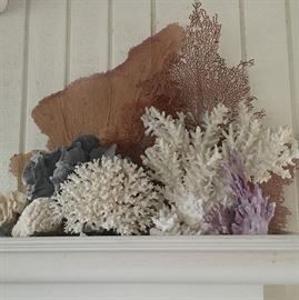 Seashell/Coral collection