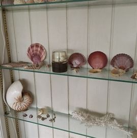 Seashells