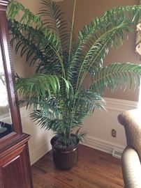 Plant Asking $35