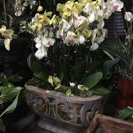 Live orchids and palms among the plants to be auctioned