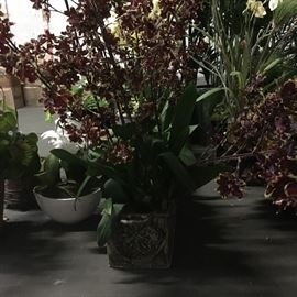 Several gorgeous orchid plants