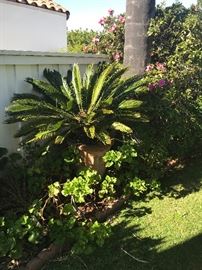 Another Sago Palm