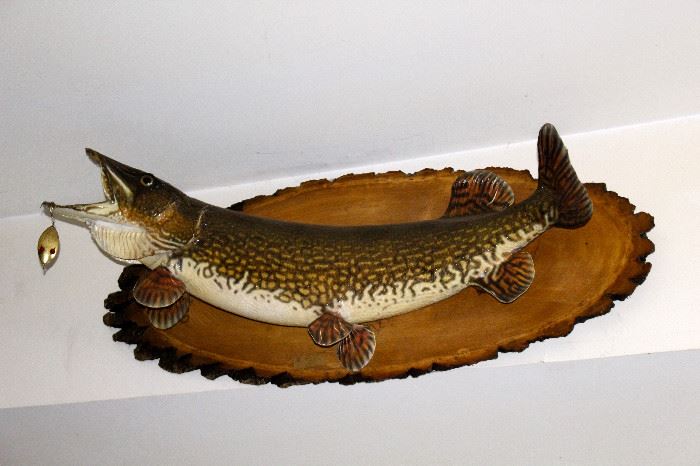 Large Fish Taxidermy