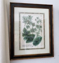 Group of 16 antique Johann Wilhelm Weinman German antique botanical engravings