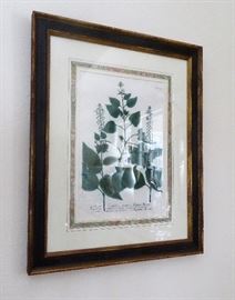 More antique botanical engravings