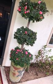 Topiaries, azaleas