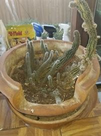 This Cacti Family needs a new FOREVER home! 