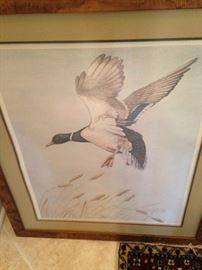 Wild duck framed art