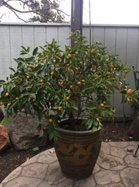 37Kumquat Tree in Dragon Pot