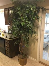8-9 ft Silk Tree!