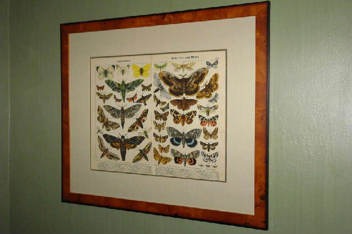 Framed Print of Moths