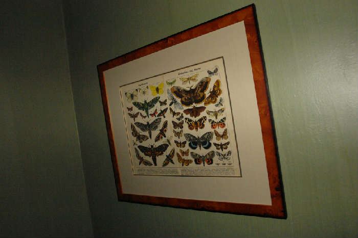 Framed Print of Butterflies