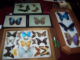Butterfly Collection