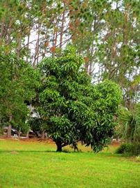 Large Mango Tree