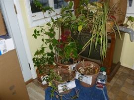 Live plants..some sleeping for the winter