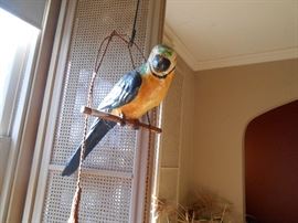 Cool parrot 