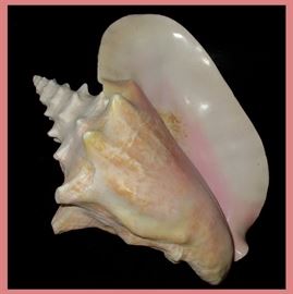 Nice Conch Shell 