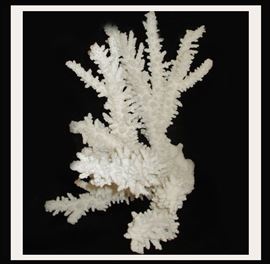 Very Nice Fairly Large Piece of Coral