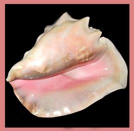 Large Conch Shell with Lovely Pink Color