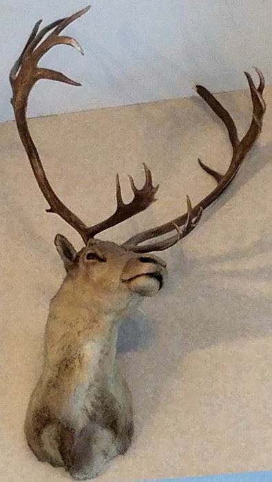 Large mounted elk 