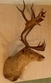 Same elk, different angle