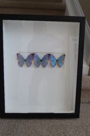 Framed Butterfly -exotic