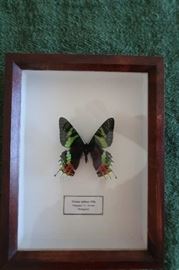 Framed Butterfly - exotic