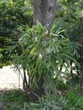 HUGE STAGHORN FERN
