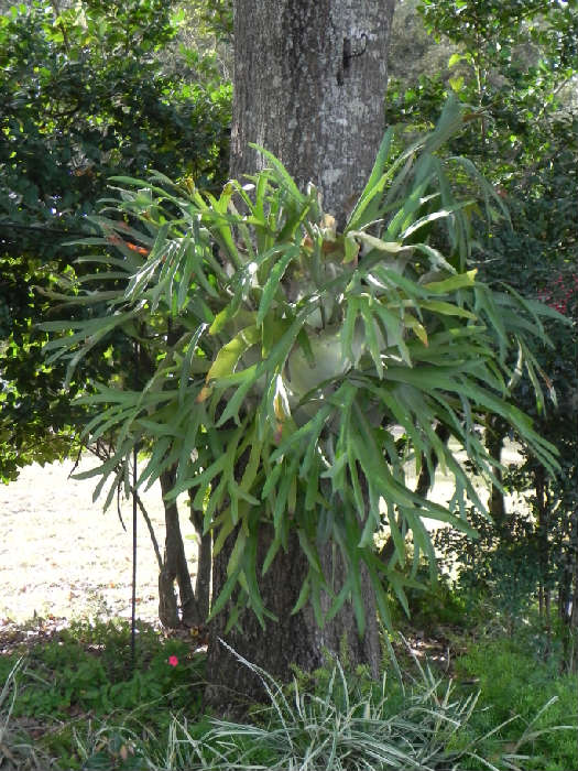 HUGE STAGHORN FERN