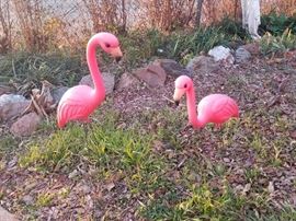 Pink FLAMINGOS